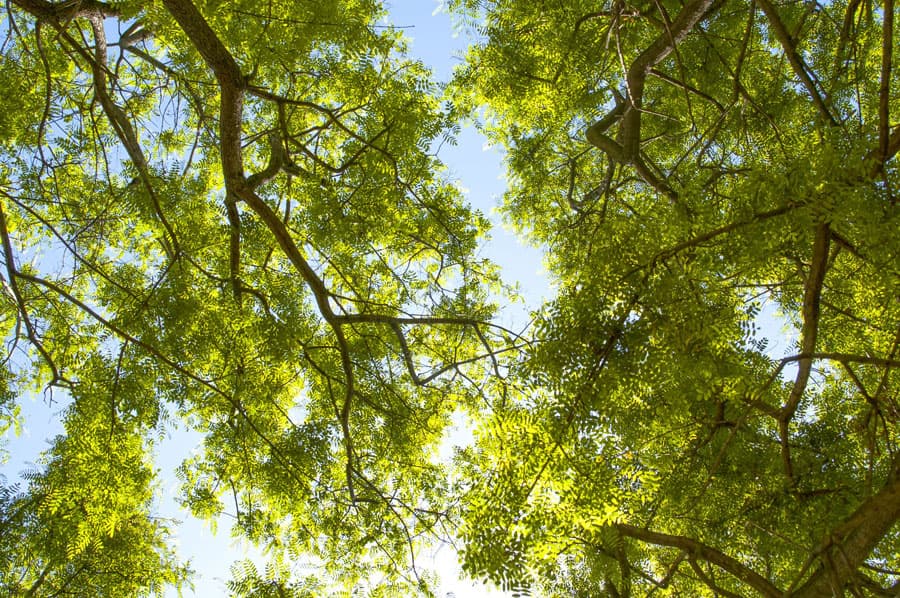 Trabajos forestales en Oroso