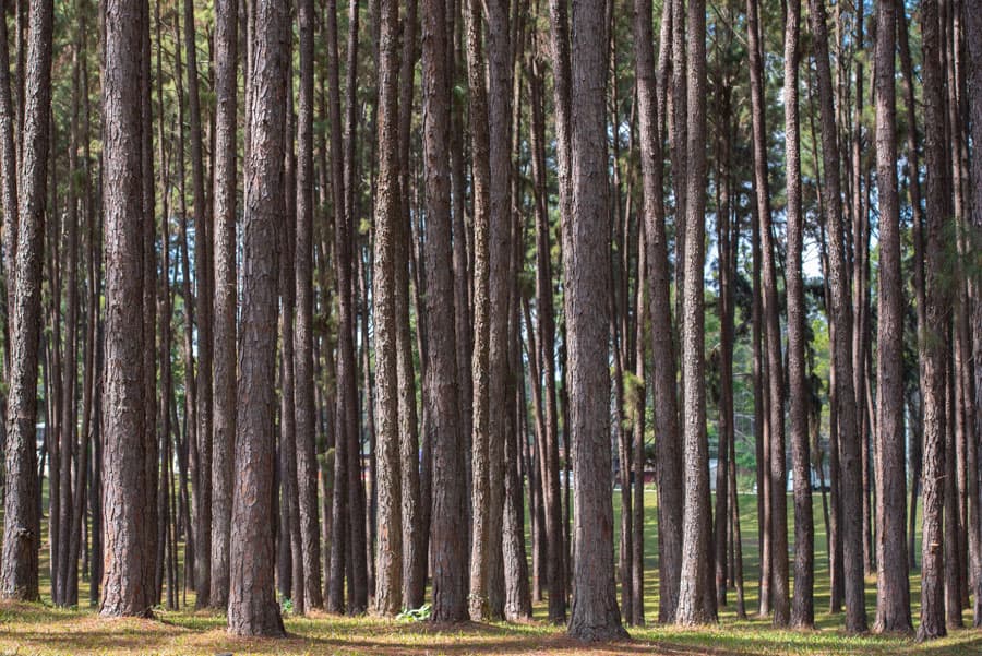 Repoblaciones forestales en Oroso