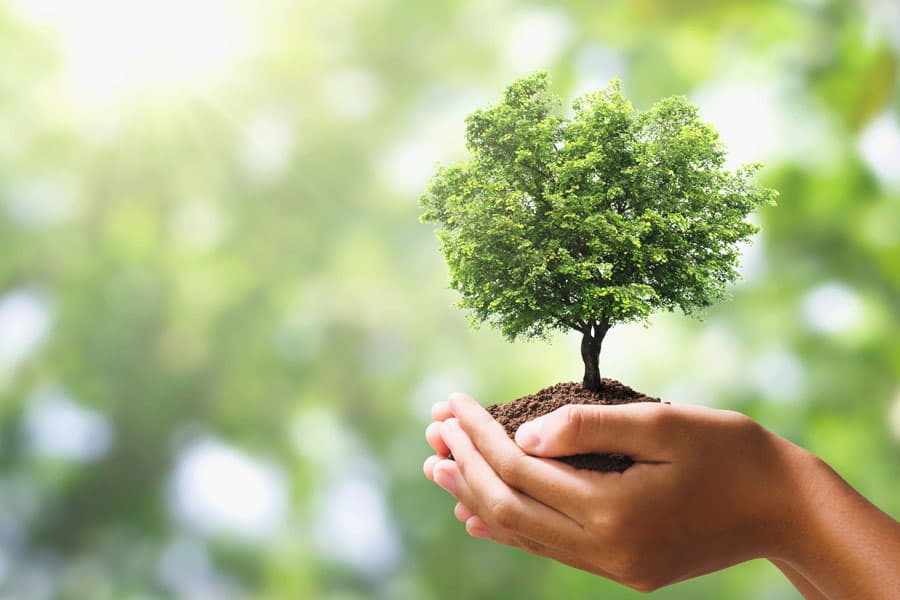 Referentes en servicios agrarios y forestales en Oroso