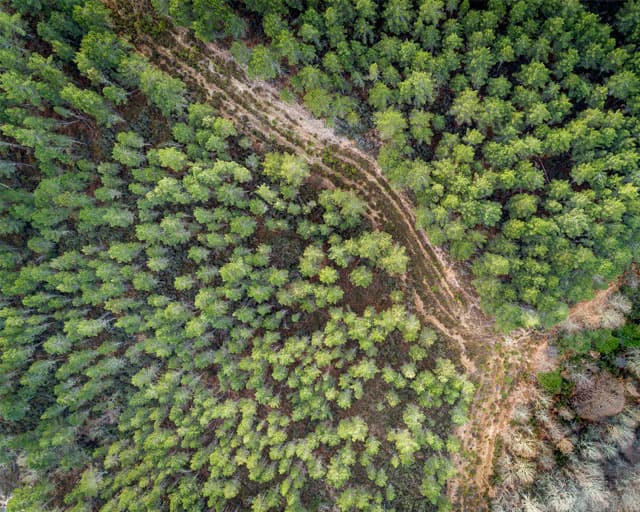 Servicios forestales