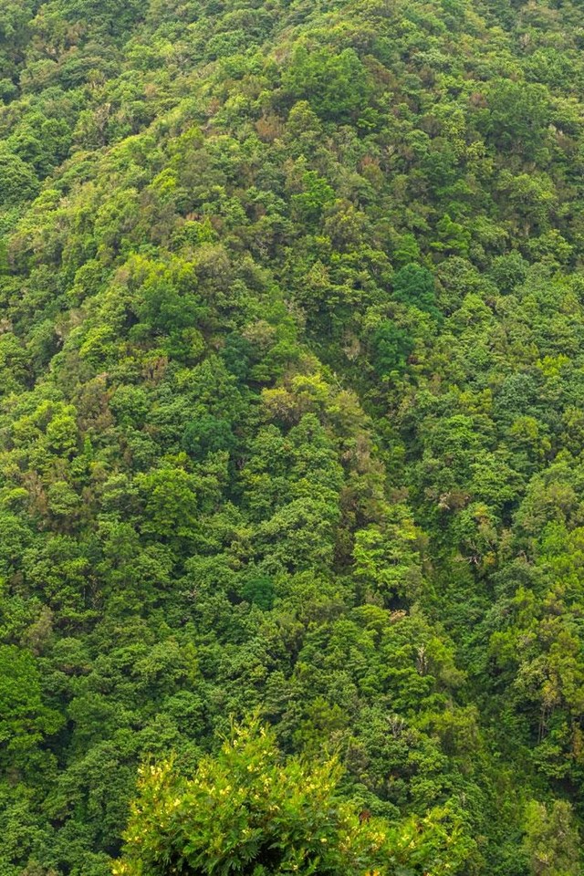 Soluciones forestales para un monte limpio y seguro